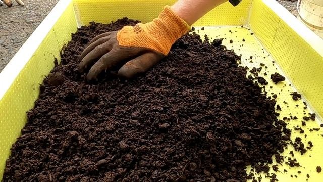 ? Выращивание червя дендробена часть 2. Высадка коконов #DENLife