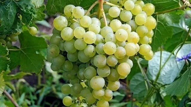 СОРТ ВИНОГРАДА  Алешенькин / характеристика винограда АЛЁШЕНЬКИН