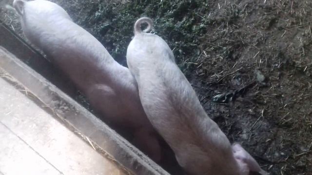 2-х месячные поросята, как и чем кормить, как выбрать.mp4