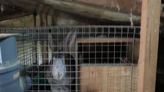 Наш крольчатник в Осельках. Большой обзор!