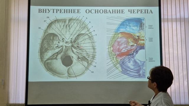 Топографическая анатомия внутреннего основания черепа
