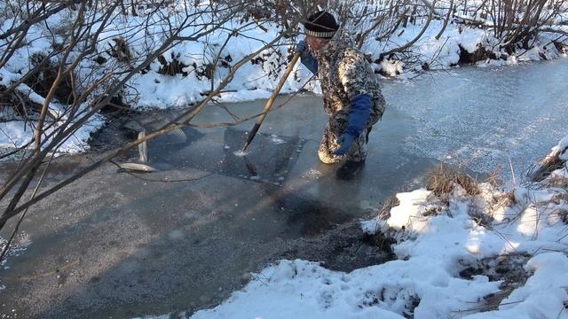 Охота на бобра с капканами КП-320 #15.1