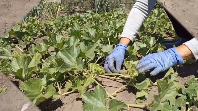 Выращивание дыни в открытом грунте. Growing melons in open ground. Формирование дыни. Сад огород.