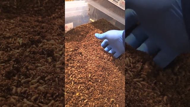 Разведение черной львинки !