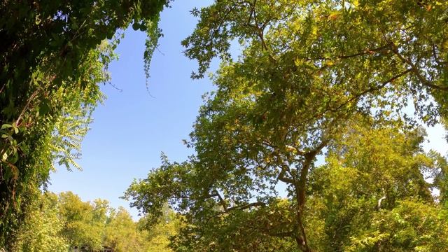 Пение птиц в лесу в 4K. Медитация и расслабление. Звуки леса. Звуки природы.