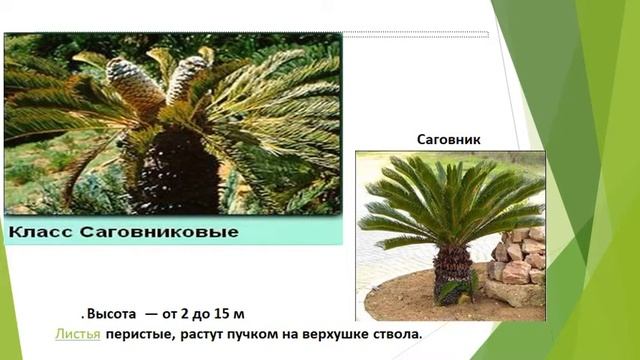 Разнообразие голосеменных растений