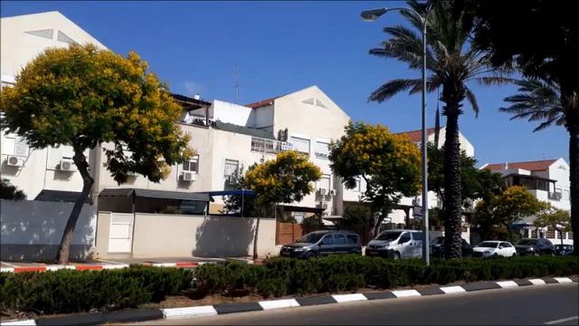 #Делоникс королевский и солнечный #пелтфорум!#Ашдод.#Израиль.#Israel