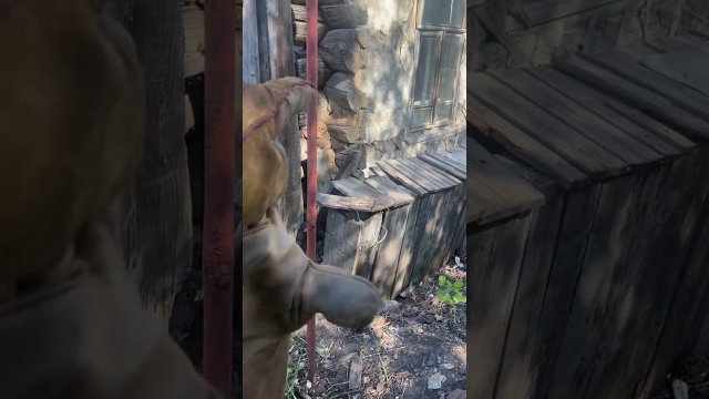 Стяжка деревянного дома