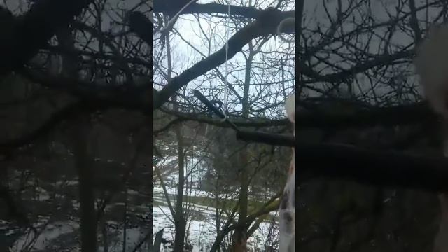 Как зарезать и разделать взрослого козла ...Слабонервным не смотреть.