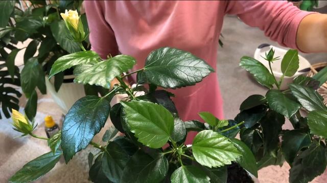 КОМНАТНЫЕ РАСТЕНИЯ КАК Я ЗА НИМИ УХАЖИВАЮ 4К