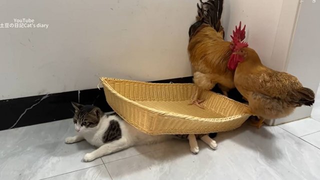 Петух превратил поражение в победу, а кот был беспомощен и зол :-) !Милые забавные))