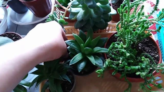 Комнатные цветы . Мои суккуленты .