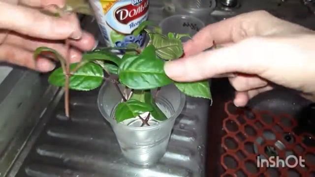 ФУКСИЯ. Выращиваем фуксию из черенка.