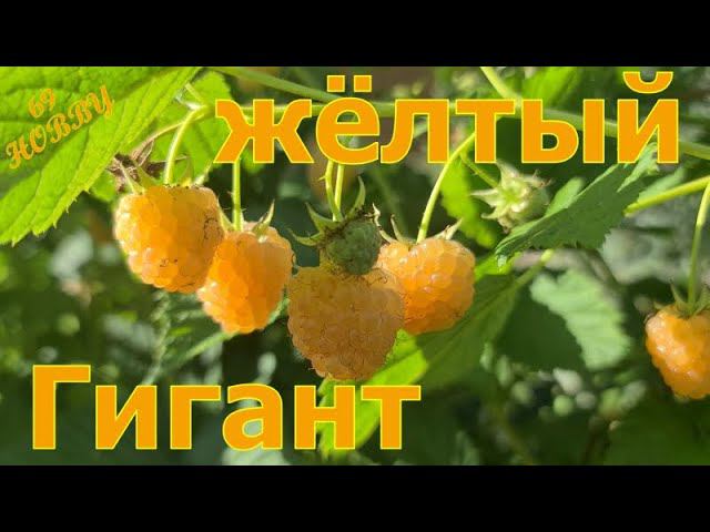 Малина ЖЁЛТЫЙ ГИГАНТ! Золото в ВАШЕМ саду! Обзор сорта