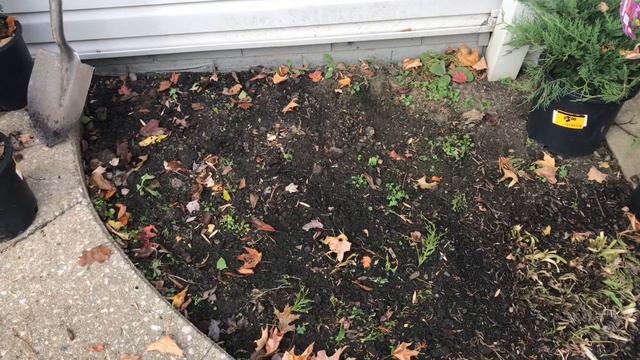 Тис ягодный Хикси. Посадка тиса поздней осенью.