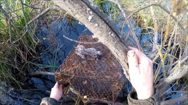 Отлов ондатры мордами 2021 (Будни охотника и рыбака)