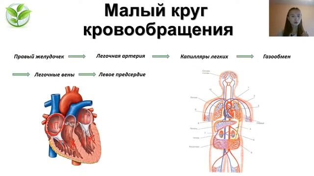 Круги кровообращения | Строение сердца | Важная теория ЕГЭ | Практика