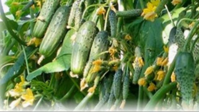 Особенности сорта огурцов кураж