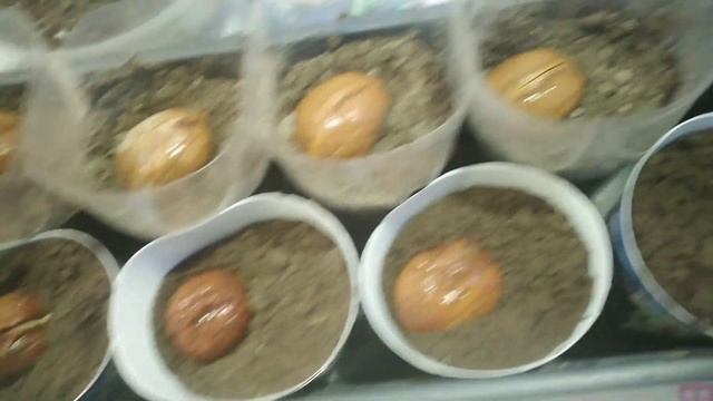 Проращивание Грецкого Ореха из магазина в домашних условиях. Два способа.