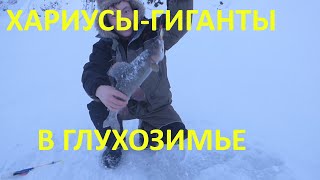 НАШЕЛ В МОНСТРОВ НА ГОРНОЙ РЕКЕ, РЫБАЛКА НА ХАРИУСА ЗИМОЙ, ХАРИУСЫ КОНИ ГНУТ УДОЧКУ И РВУТ ЛЕСКУ