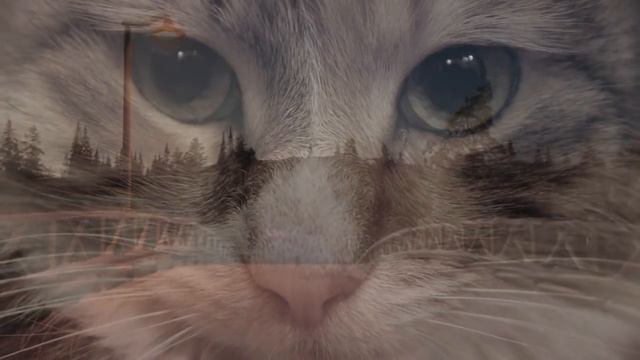 Колыбельная _За печкою поет сверчок_