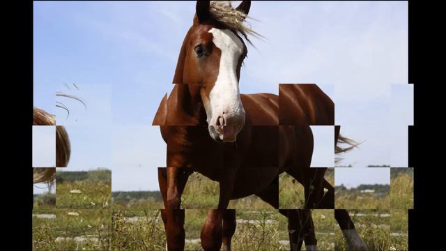 Штар Жеребенок