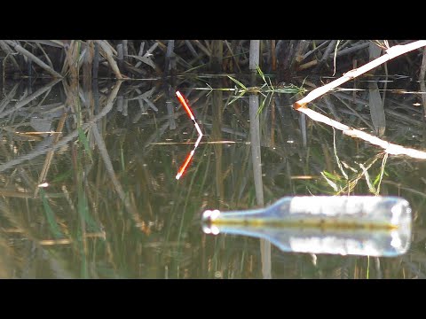 Рыбалка на поплавок Ловля карася и рыбалка на хищника. My fishing