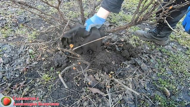 Размножение древовидного пиона Самый простой способ размножения древовидных пионов
