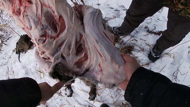 разделка бобра