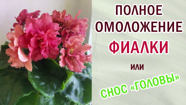 Полное омоложение фиалки. Снос верхушки или снос "башки". Корни отрастают. #фиалки #сенполии