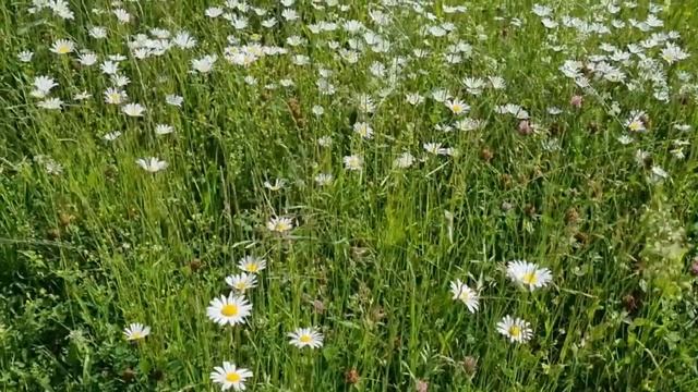 Полевые цветы. Красота природы .