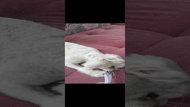 VID_20240229_085338.mp4