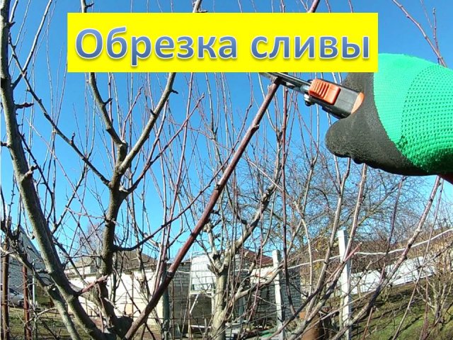 Обрезка сливы 4-х лет