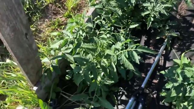 Юлия Миняева: обзор огорода. Показываю клубнику, томаты, огурцы в теплице.