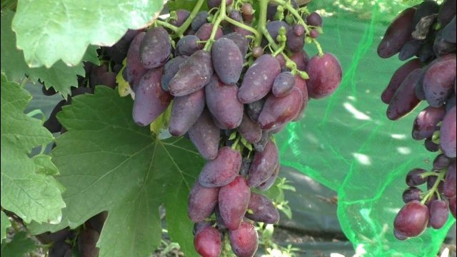 Виноград 2023. Краса Днепра - перспективный товарный красавец