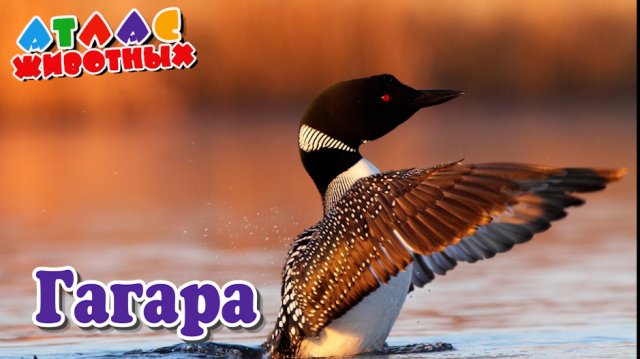 Гагары Атлас Животных