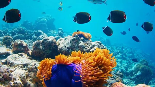 Under The Sea 4K - Scenic Relaxation Film With Calming Cinematic Music - Amazing Ocean