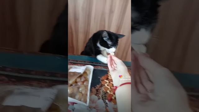 Like_7205808955193791668.mp4