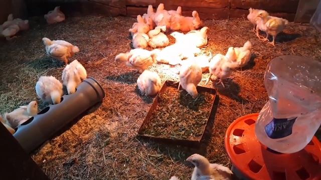 Бройлеры чихают, лечение.