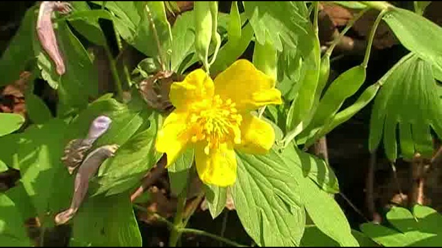 Апрельский рассвет