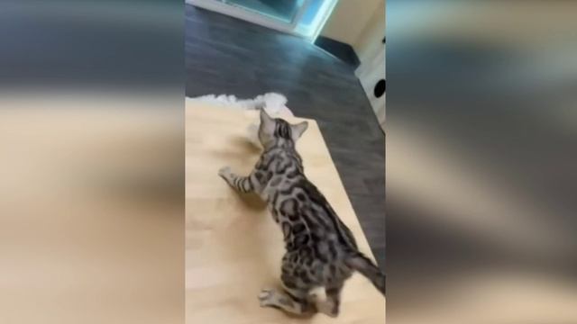 Подборка смешных видео и приколов. 185 Лучшие ПРИКОЛЫ 2023