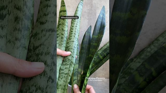 Сансевиерия. Разоблачение Black Coral от голландских садовников