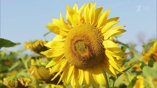 Теория заговора Мифы про натуральные продукты Выпуск от 08 09 2018 (cut)