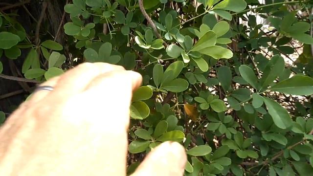 Akebia(Chocolate vine) blooming and setting with fruits!(English and Russian languages)