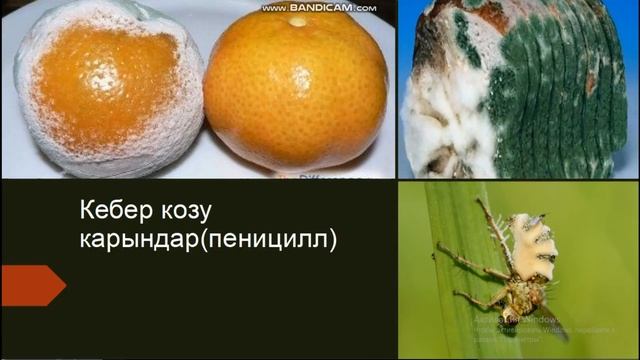Биология ||6-класс || Мите козу карындар