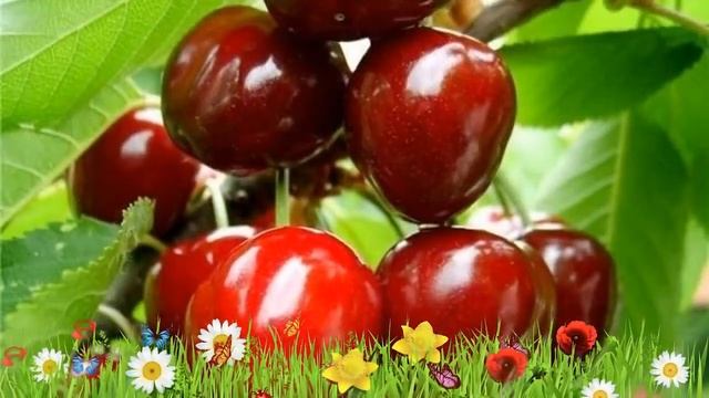 Вишня обыкновенная Молодежная ? Обзор: посадка и уход. саженцы, крупномеры: описание и особенности