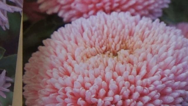 Самые красивые астры  Обзор сортов