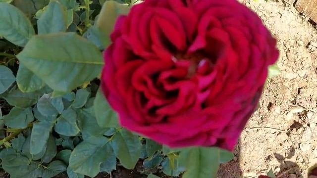 Обзор розы Astrid Grafin von Hardenberg.