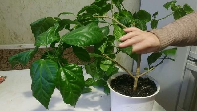 Обрезка гибискуса