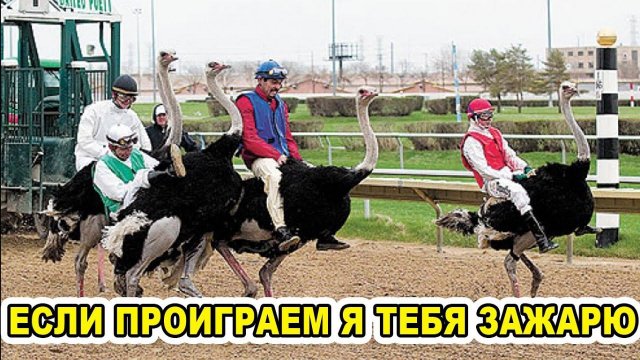 Такой Спорт Могли Придумать Только После Чикушки